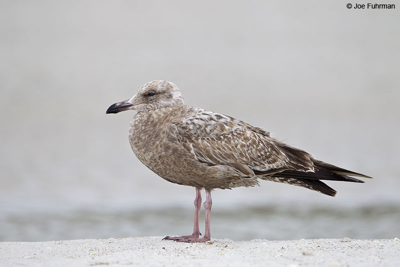 Herring Gull winter plumage Lee Co., FL Dec. 2012