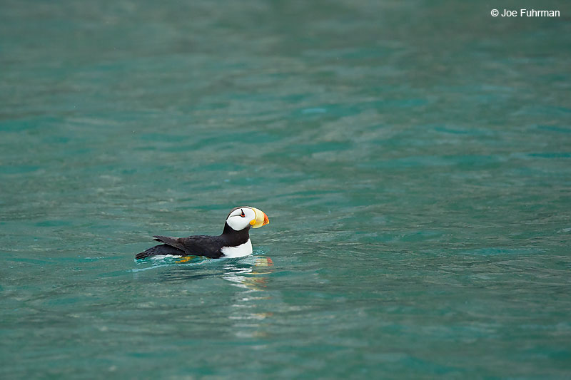 Horned Puffin Lake Clark National Park, AK August 2016