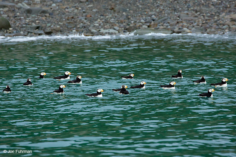 Horned PuffinLake Clark National Park, AK August 2016