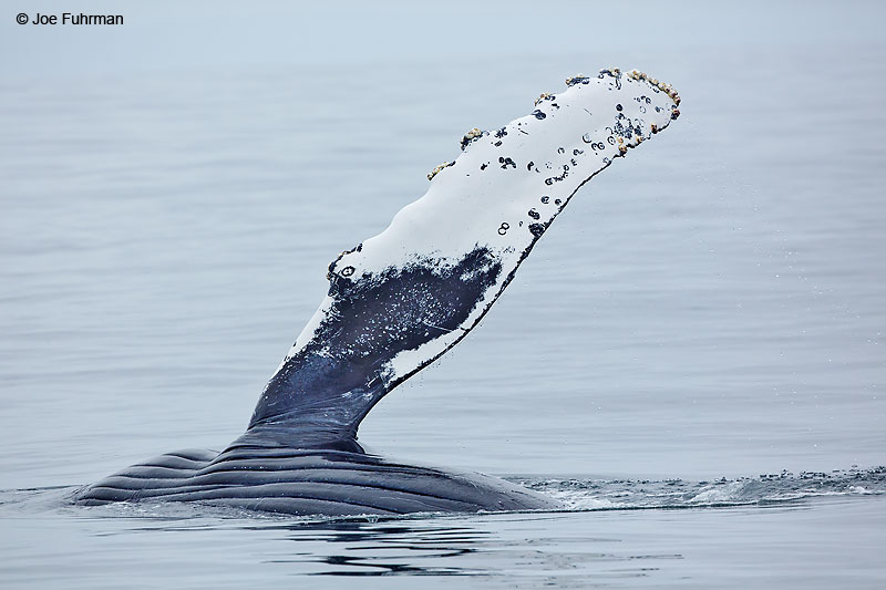 Humpback WhaleSanta Cruz Co., CA August 2016