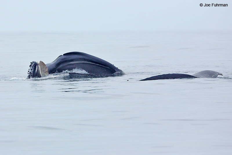 Humpback Whale Santa Cruz Co., CA August 2016