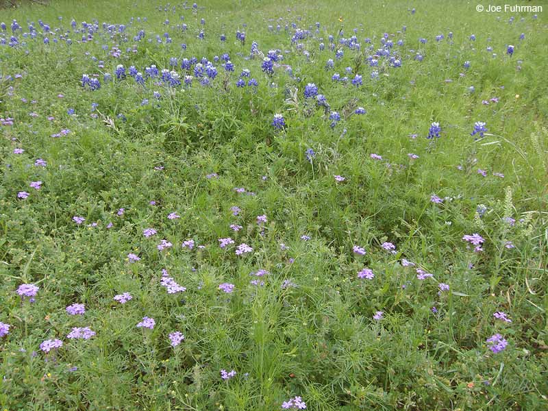 Las Madrones Ranch-Texas Bluebonnet Flower Travis Co., TX    April 2012
