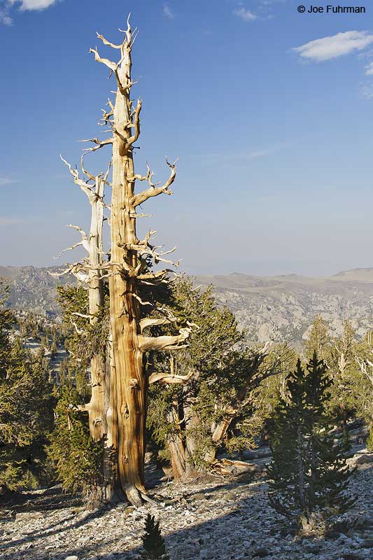 Bristlecone Forest in White Mtns. Inyo Co., CA September 2006
