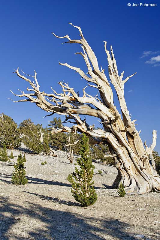 Bristlecone Forest in White Mtns. Inyo Co., CA September 2006