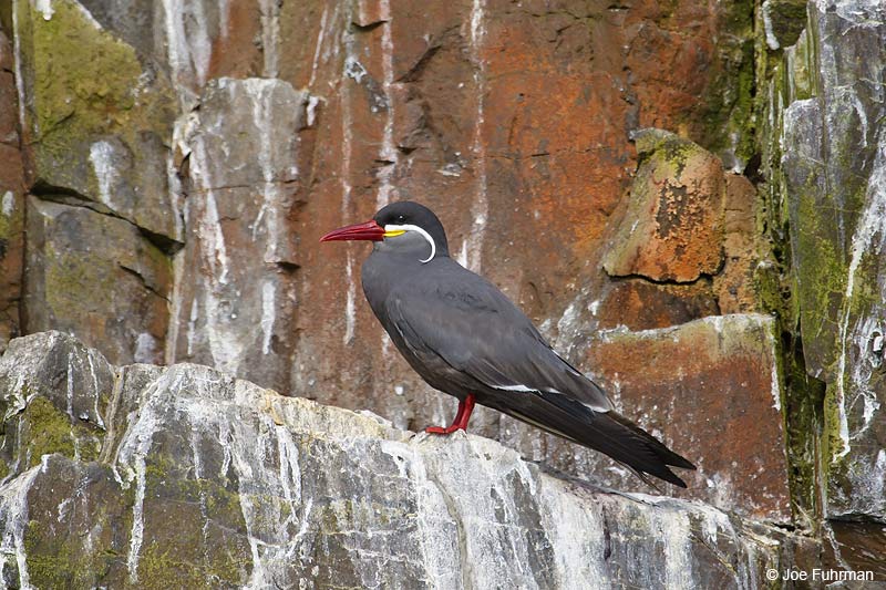 Inca Tern Pucusana, Peru   December 2006