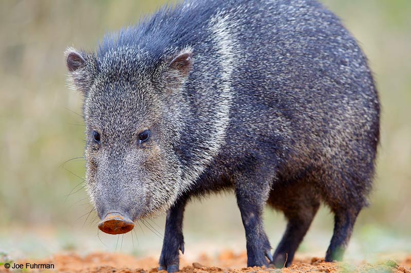 Peccary Starr Co., TX   March 2015