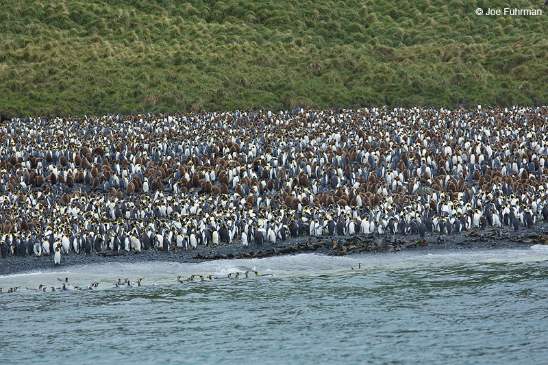 King PenguinMacquarie Island, Australia   Nov. 2014