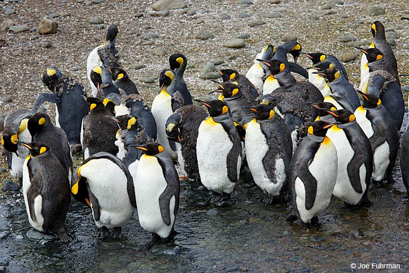 King PenguinMacquarie Island, Australia   Nov. 2014