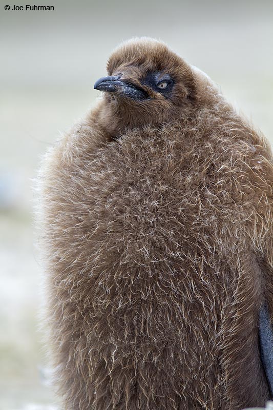 King Penguin juvenile Saunders Island, Falkland Islands Nov. 2010
