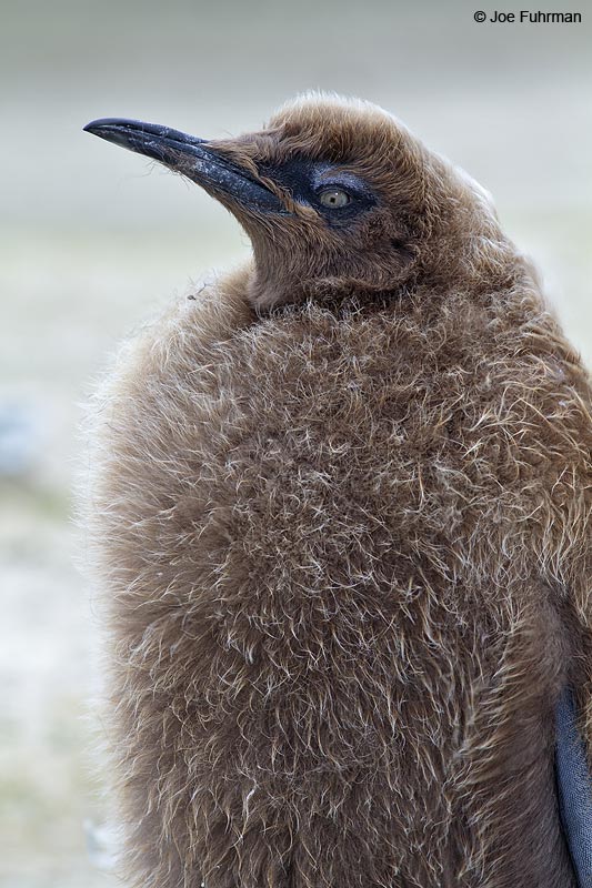 King Penguin juvenileSaunders Island, Falkland Islands Nov. 2010
