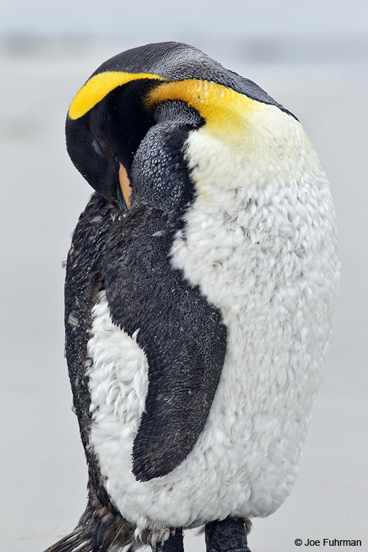 King Penguin Saunders Island, Falkland Islands Nov. 2010