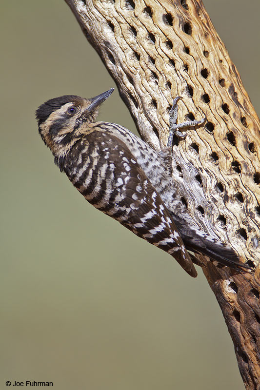 Ladder-backed Woodpecker Santa Cruz Co., AZ April 2010