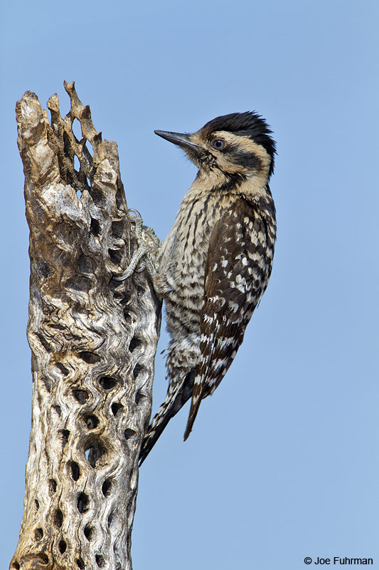 Ladder-backed Woodpecker female Santa Cruz Co., AZ April 2010