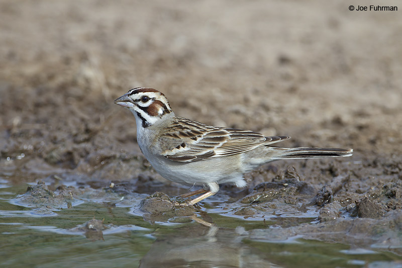 Lark Sparrow Starr Co., TX   April 2012