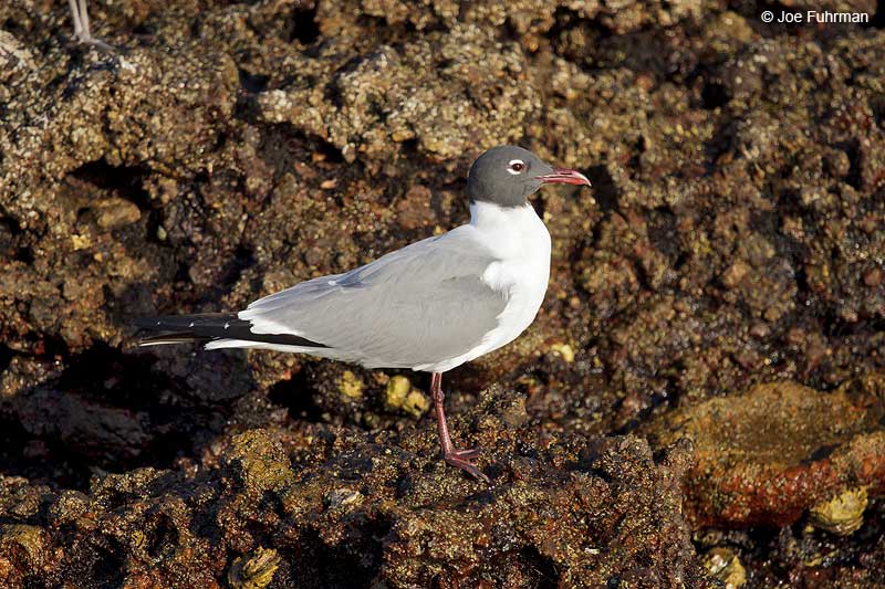 Laughing Gull breeding plumage Islas Marietas-Nay., Mexico March 2013