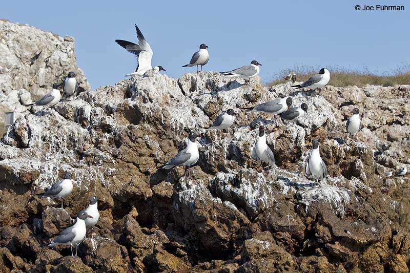 Laughing Gull breeding plumage Islas Marietas-Nay., Mexico March 2013