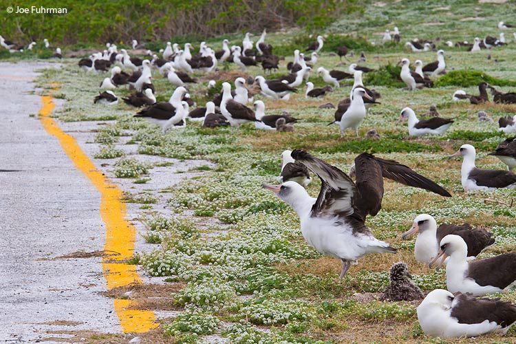 Edge of runway Midway Atoll, HA March 2010
