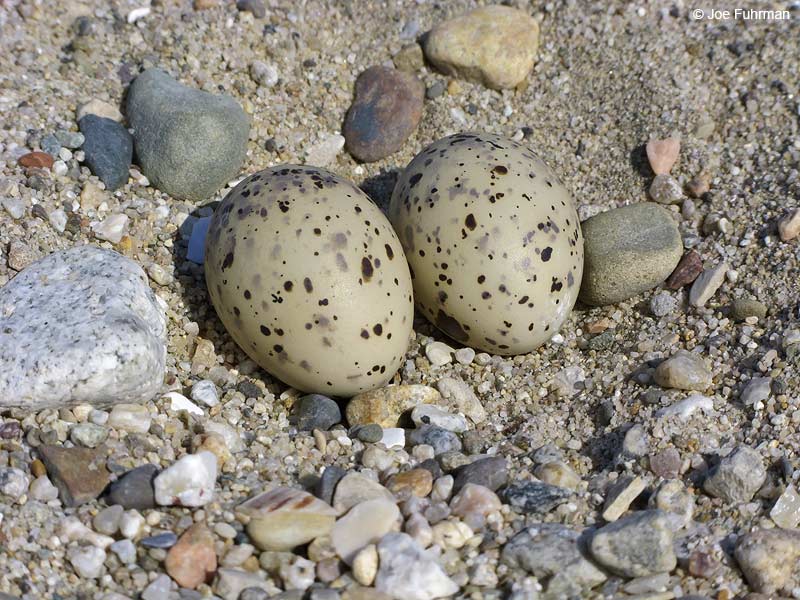 Least Tern eggs Ventura Co., CA June 2009