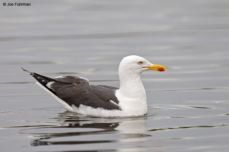 Lesser Black-backed Gull breeding adult Iceland July 2013