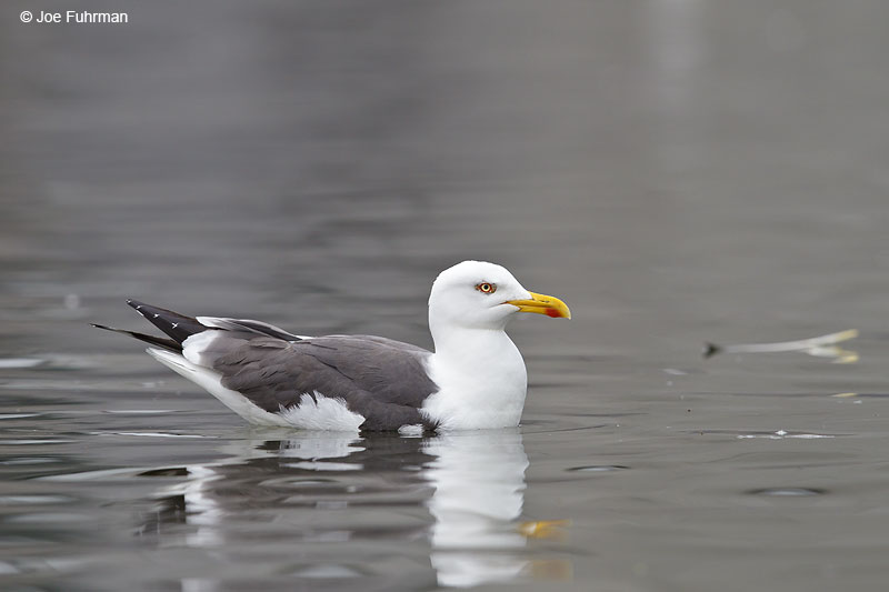 Lesser Black-backed Gull breeding adult Iceland July 2013