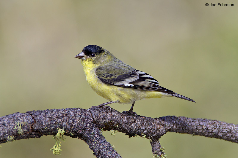 Lesser Goldfinch-male San Diego Co., CA February 2010