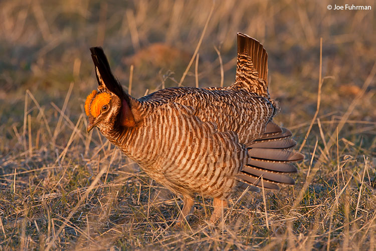 Lesser Prairie-Chicken Lipscomb Co., TX   April 2007