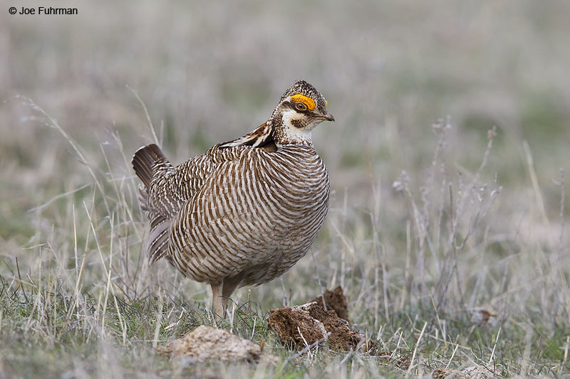 Greater Prairie-Chicken Lipscomb Co., TX   April 2013