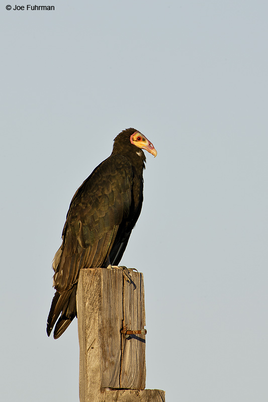 Lesser Yellow-headed Vulture Miranda, MS BRZ March 2008