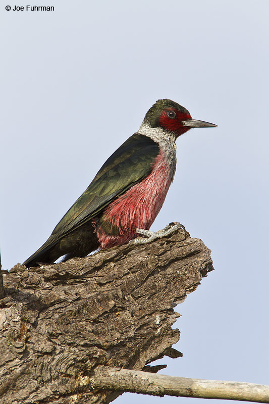 Lewis's Woodpecker adult Santa Barbara Co., CA   January 2010