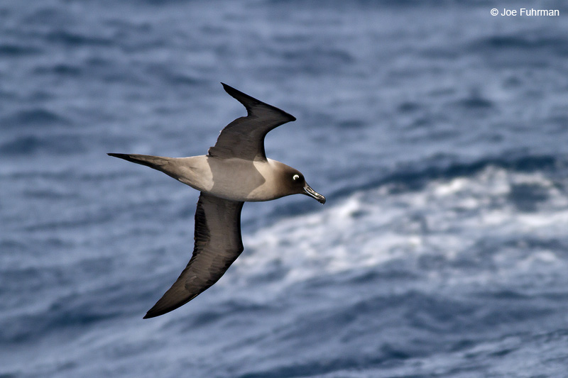 Light-mantled Albatross Drake Passage Nov. 2010
