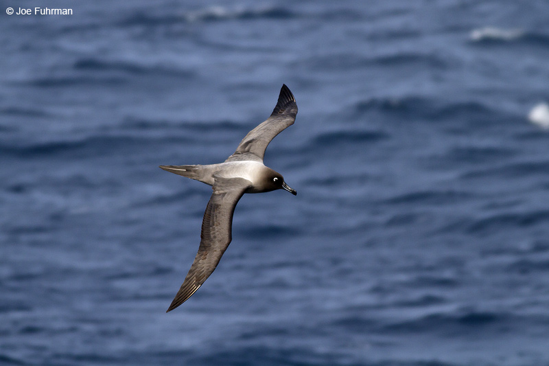 Light-mantled Albatross Drake Passage Nov. 2010