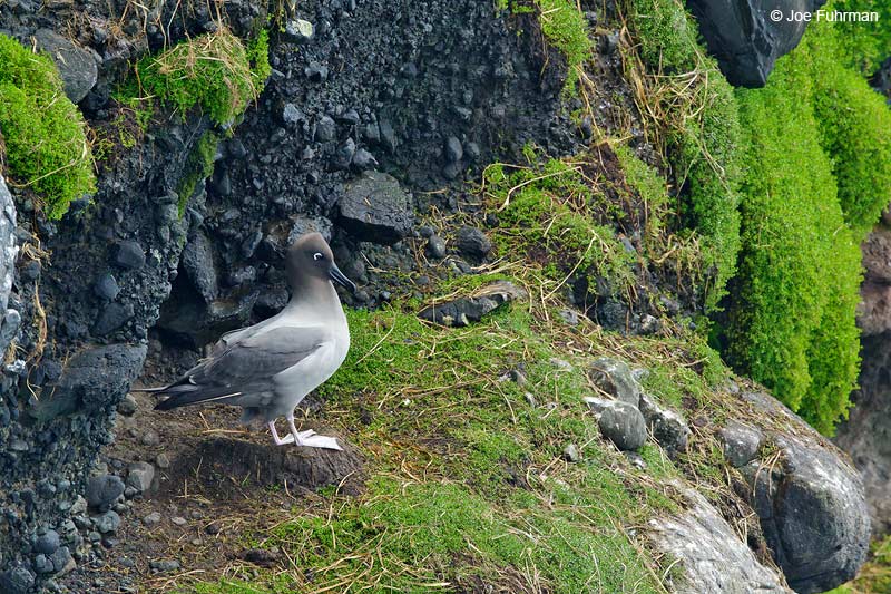Light-mantled Sooty Albatross Auckland Island, New Zealand Nov. 2014