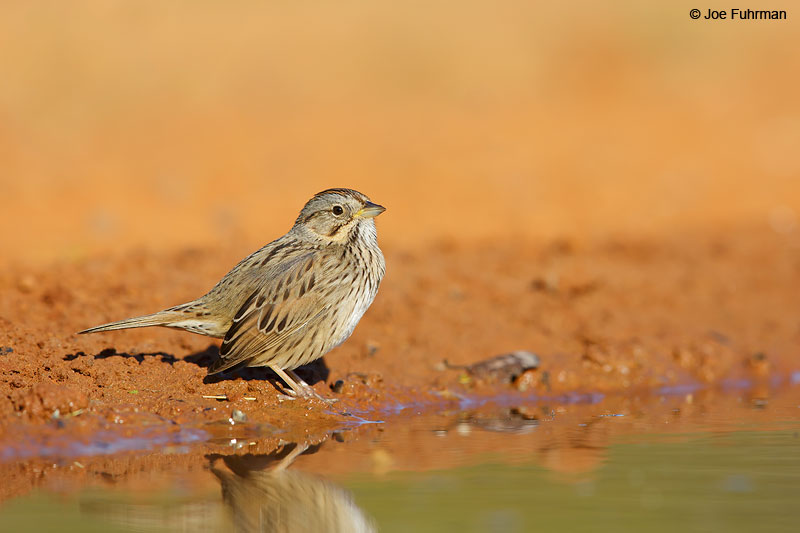 Lincoln's Sparrow Starr Co., TX March 2015
