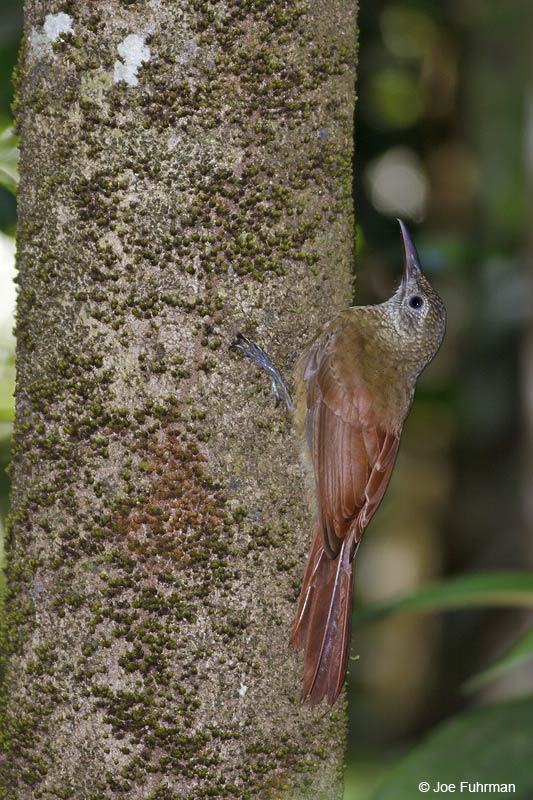 Lineated Woodcreeper Carajas, Brazil   October 2009