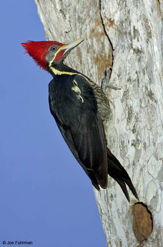 Linneated Woodpecker Rancho Los Ebanos-Tamaulipas, Mexico   Dec. 2004