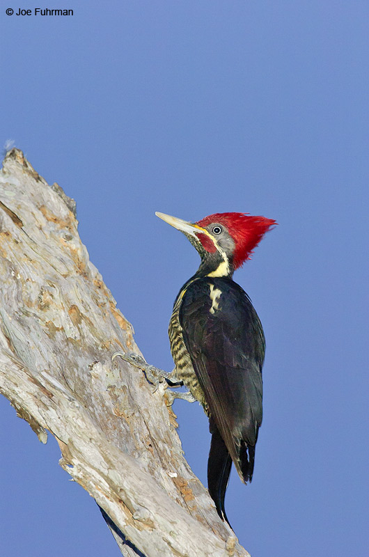 Linneated Woodpecker Rancho Los Ebanos-Tamaulipas, Mexico   Dec. 2004