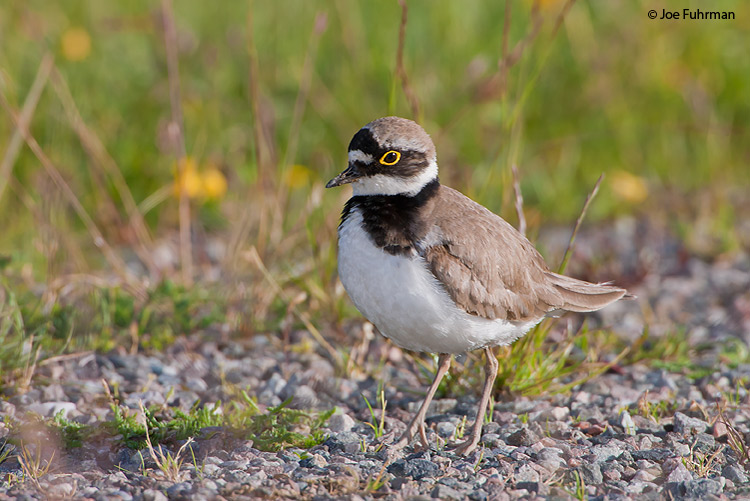 Little Ringed Plover Oslo, Norway June 2008