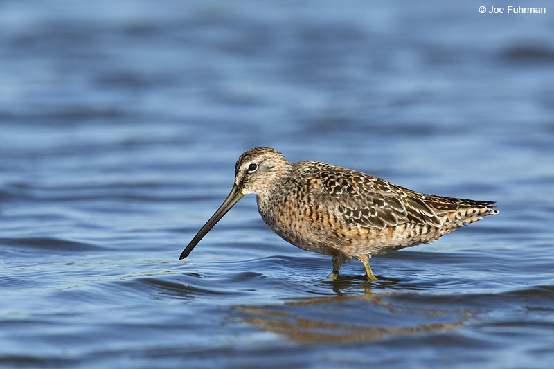 Long-billed Dowitcher Galveston, TX May 2014