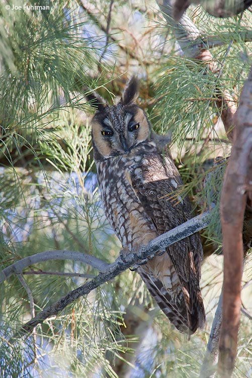 Long-eared Owl San Diego Co., CA January 2006