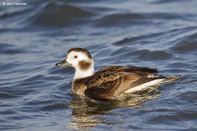Long-tailed Duck, female Ocean Co., NJ   Jan. 2013