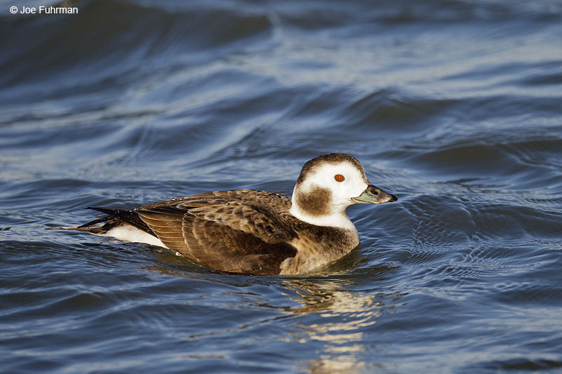 Long-tailed Duck, female Ocean Co., NJ   Jan. 2013