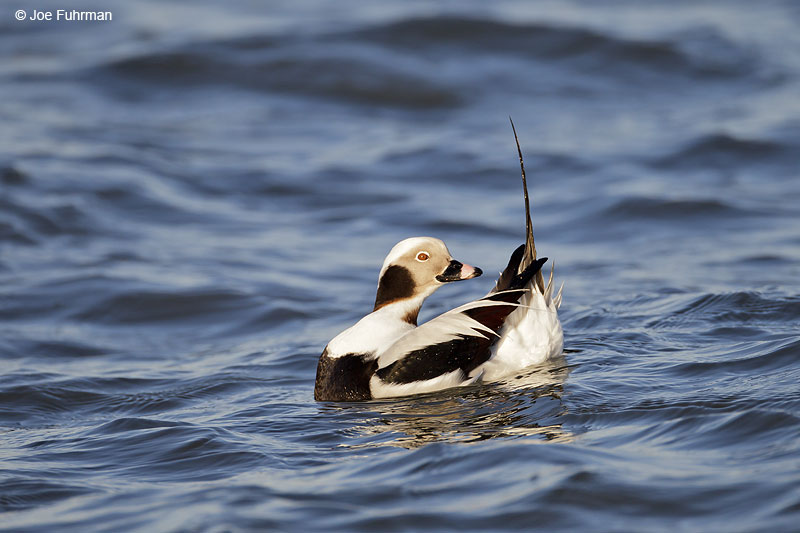 Long-tailed Duck, male Ocean Co., NJ   Jan. 2013