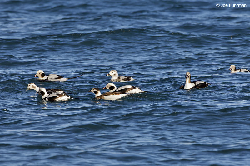 Long-tailed Duck Homer, AK   March 2011
