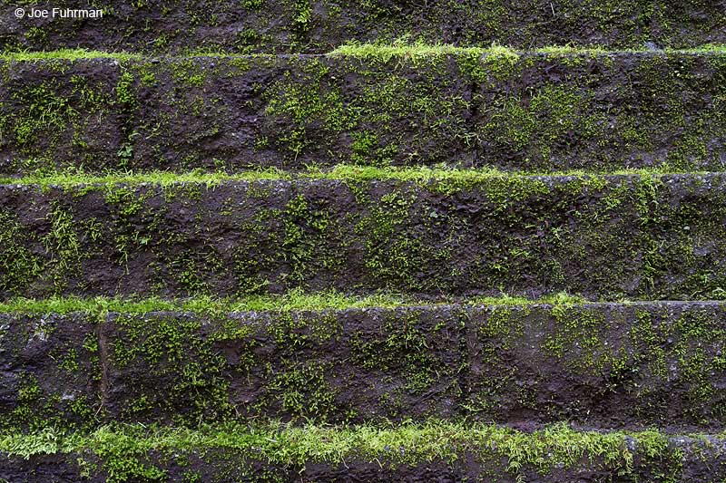 Retaining wall with moss-Silver Falls State Park Marion Co., OR   February 2010
