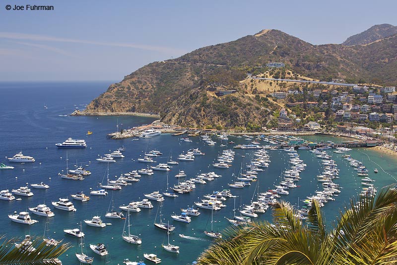 Avalon-Santa Catalina Island L.A. Co., CA July 2009