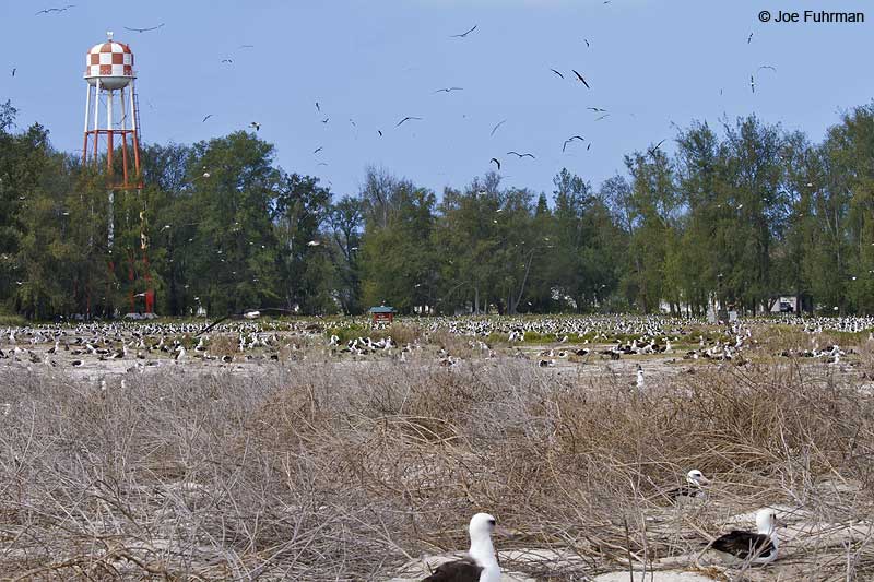 Midway Atoll, HA March 2010