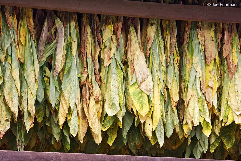 Tobacco drying-Amish farm Lancaster Co., PA September 2009