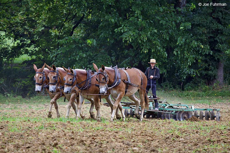 Amish Farming Lancaster Co., PA September 2009