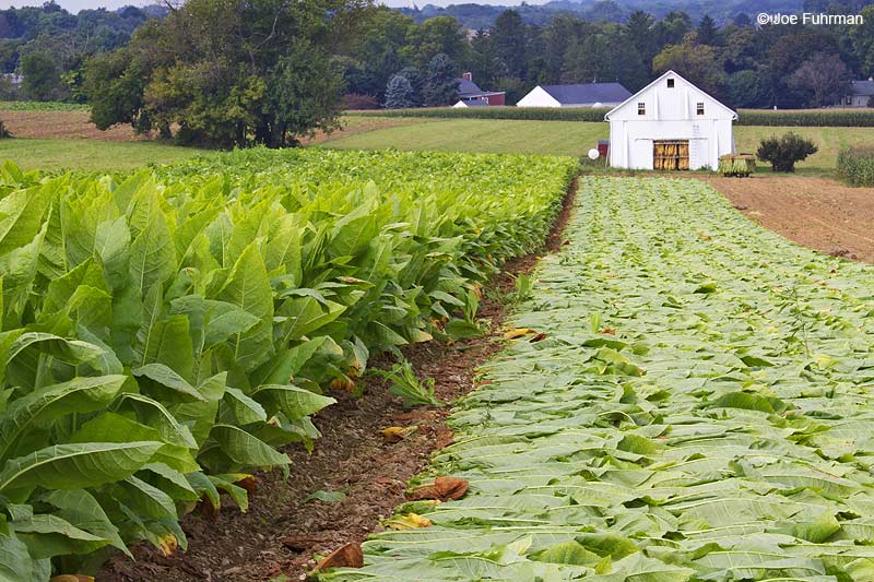 Amish farming tobacco Lancaster Co., PA September 2009