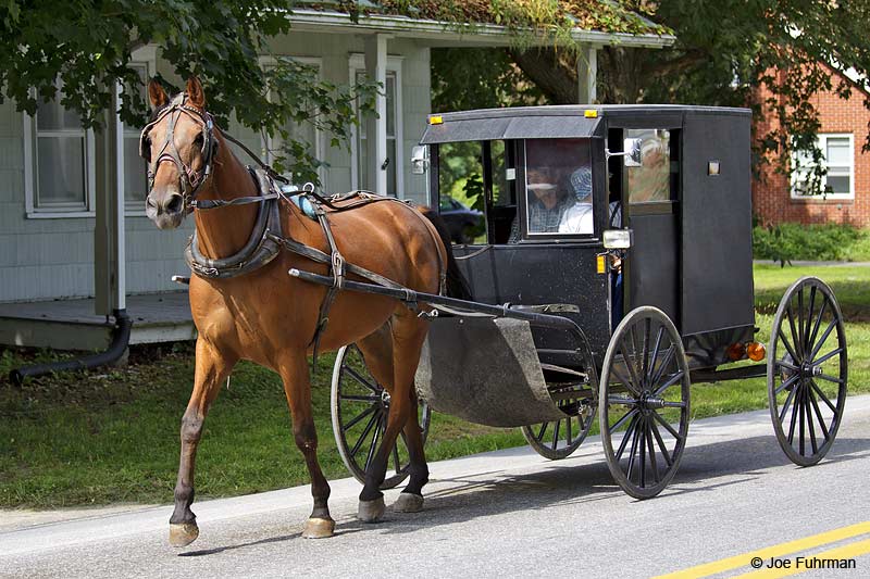 Amish carraige Lancaster Co., PA September 2009